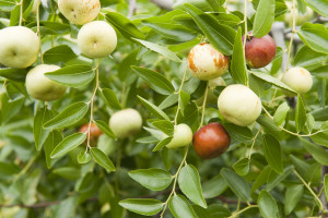 Close-up of Chico variety, Chinese jujubes fruit growing on trees in orchard. Common name for the fruit is Chinese jujubes or red dates, scientific name Ziziphus jujuba Mill. Chinese jujubes can be eaten fresh, dried, candied or used in baking and cooking.