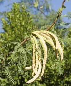 cluster-of-mesquite-pods